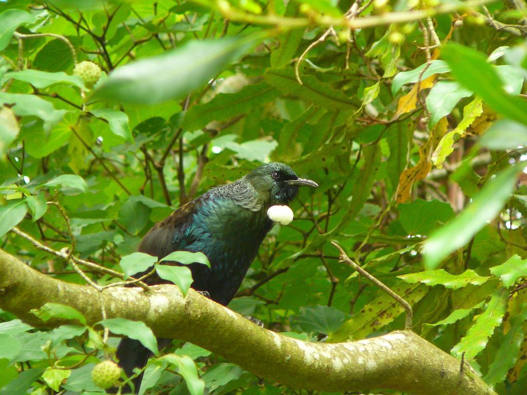 Mount Tutu Eco-Sanctuary Bed & Breakfast Ohauiti Luaran gambar